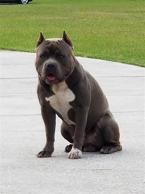 AGE: 4 weeks (DOB: 06/08/22) Dam is Zushi from BAPE bloodline. . American bully for sale orlando